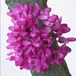 Meet your Posher, Hengameh